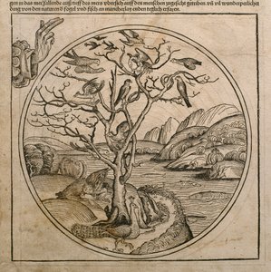 Gud Fader skaber fuglene og fiskene, illustration fra "Liber Chronicarum" af Hartmann Schedel (1440-1514), udgivet i Nürnberg i 1493.